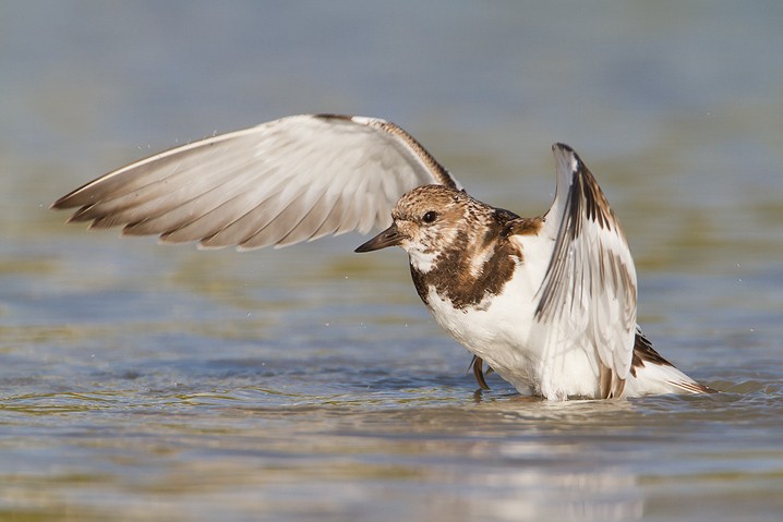 Steinwlzer Arenaria interpres Ruddy Turnstone